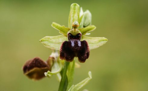 orchidée ophrys aréniféra